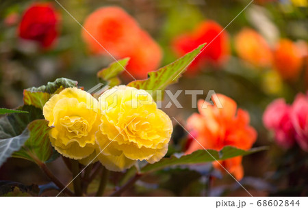 なばなの里 68602844