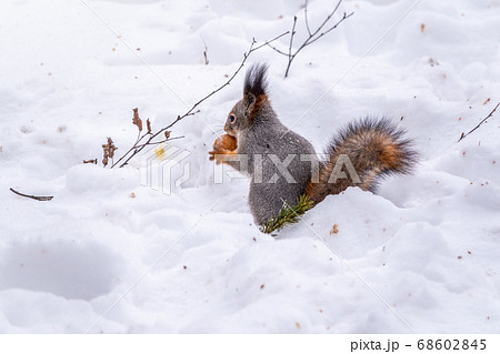 The squirrel sits on white snow with nut in the winter The squirrel sits on white snow with nut in the winter 68602845
