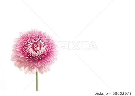 ピンクガーベラ 白バック ピンクガーベラ 白バック 68602973