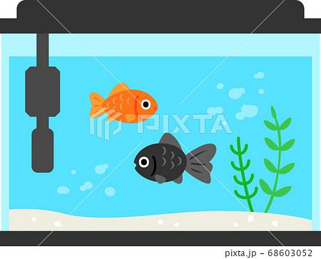 水槽の中で泳ぐ金魚のイラスト素材