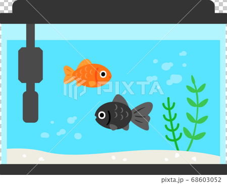 水槽の中で泳ぐ金魚 68603052