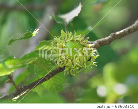 クヌギの若い堅果 夏のどんぐり の写真素材