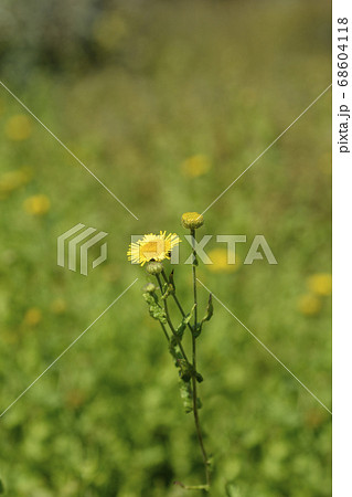 Small fleabane Small fleabane 68604118