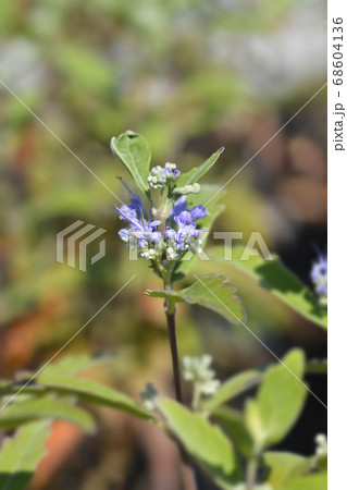 Bluebeard flowers Bluebeard flowers 68604136