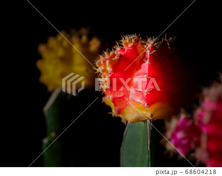 スポットライトに照らされたサボテン（緋牡丹） 68604218