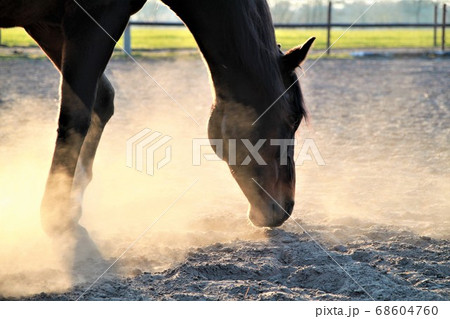 A brown horse searching something in the sand A brown horse searching something in the sand 68604760