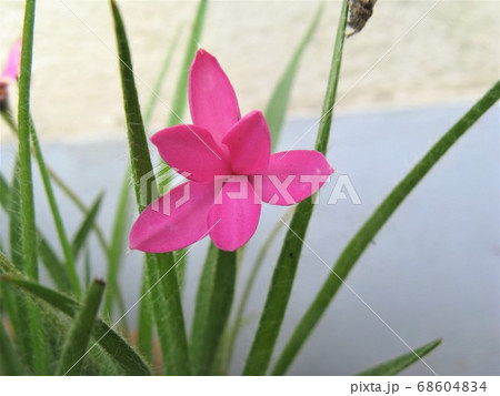 背丈10cm余り、小鉢で楽しめるピンク系のかわいらしい小花が魅力的 68604834