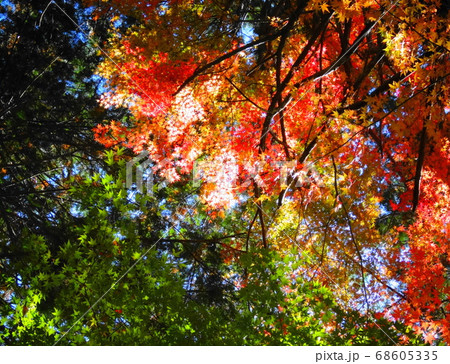 青空を背景にした赤と黄色と緑の三色のもみじの透過光の紅葉　嵐山渓谷072 68605335