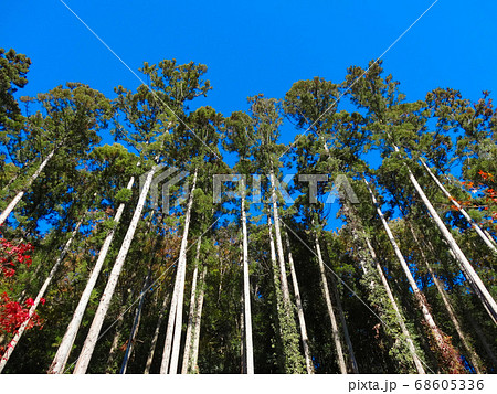 真っ青な空に向かってそびえるまっすぐな杉林　嵐山渓谷062 68605336