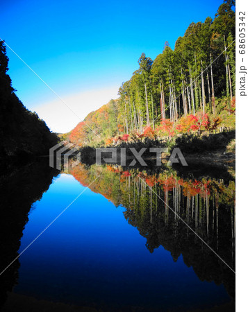 鏡のような水面に映った美しい紅葉と杉林 縦位置 嵐山渓谷053の写真素材