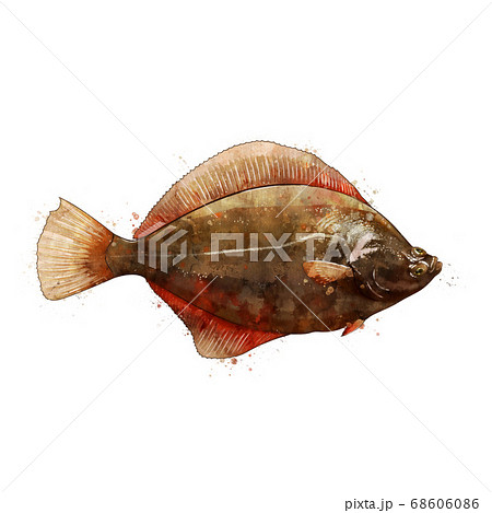 Flounder, watercolor isolated illustration of a fish. 68606086