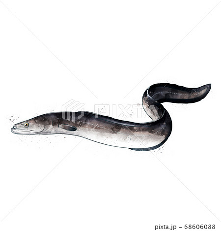Eel, watercolor isolated illustration of a fish. Eel, watercolor isolated illustration of a fish. 68606088