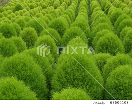 整然と並んだもふもふの緑のコキア(ホウキ草) 188 整然と並んだもふもふの緑のコキア(ホウキ草) 188 68606103