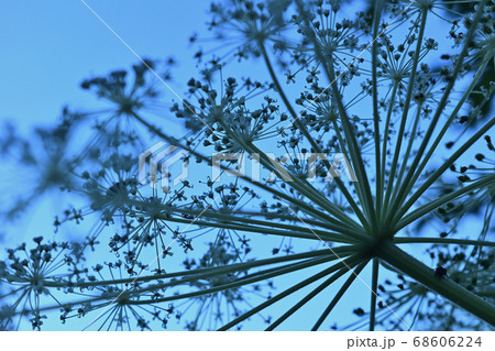 車山高原のシシウド 68606224