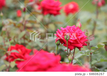 鮮やかに咲く赤い薔薇　クレオパトラ 68606267