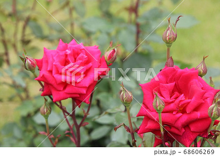 鮮やかに咲く赤い薔薇 クレオパトラの写真素材