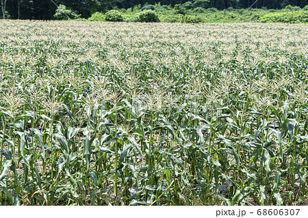 とうもろこし畑 大分県竹田市菅生（すごう） 68606307