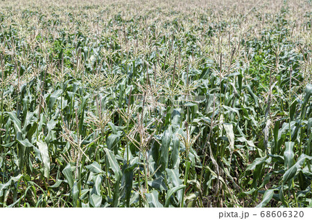 とうもろこし畑 大分県竹田市菅生（すごう） 68606320