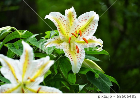 7月、茨城県潮来市の水郷県民の森に咲く山百合の花 68606485