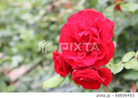 鮮やかに咲く赤い薔薇　ウルメールムンスター 68606493