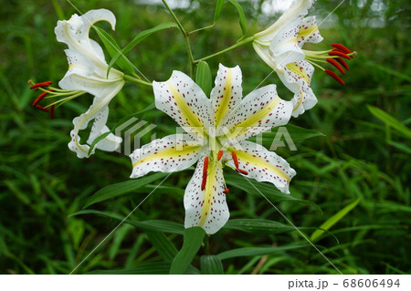 7月、茨城県潮来市の水郷県民の森に咲く山百合の花 68606494