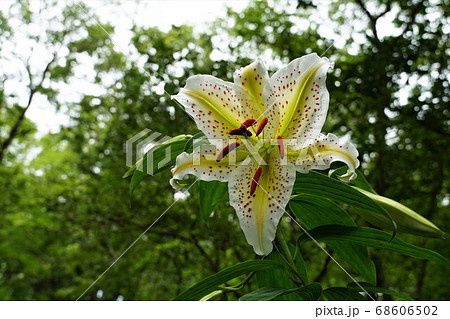 7月、茨城県潮来市の水郷県民の森に咲く山百合の花 68606502