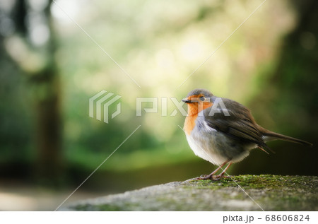Cute small european robin bird 68606824