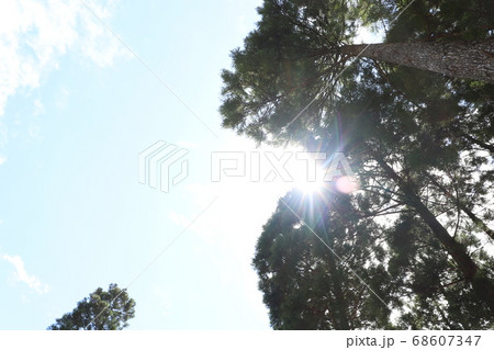 青空と太陽と杉 68607347