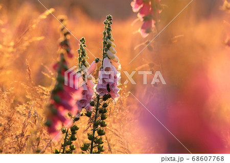Purple foxglove - Digitalis purpurea during sunrise Purple foxglove - Digitalis purpurea during sunrise 68607768