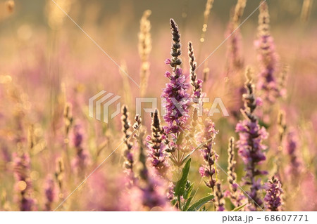 Loosestrife - Lythrum salicaria on a meadow at dawn Loosestrife - Lythrum salicaria on a meadow at dawn 68607771