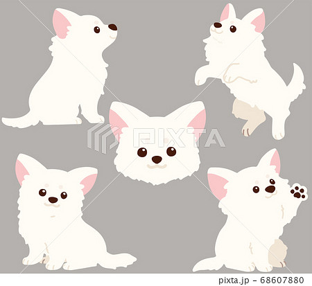 Cute White Chihuahua Illustration Set Without Stock Illustration