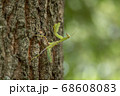 カマキリ幼虫 68608083