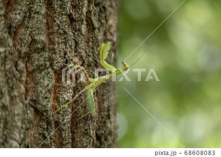 カマキリ幼虫 カマキリ幼虫 68608083