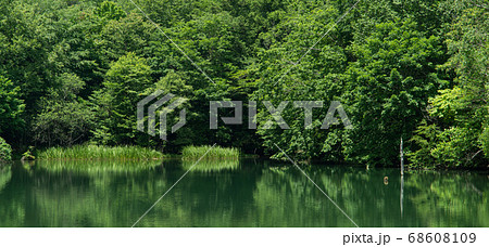 緑の風景 茶臼山芹沼池の写真素材