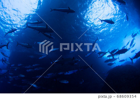 水中風景 68609354