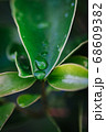green leaf agains shallow depth of field for background 68609382