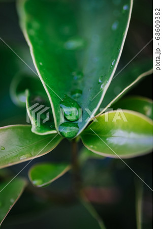 green leaf agains shallow depth of field for background 68609382