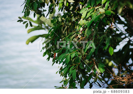 closeup pattern of leaves with backlight effect. 68609383