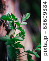 green leaf agains shallow depth of field for background 68609384