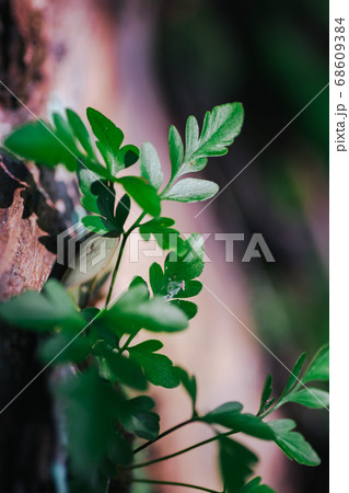 green leaf agains shallow depth of field for background 68609384