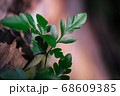 green leaf agains shallow depth of field for background 68609385