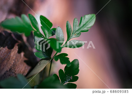 green leaf agains shallow depth of field for background 68609385