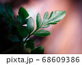 green leaf agains shallow depth of field for background 68609386