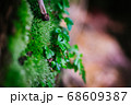 green leaf agains shallow depth of field for background 68609387
