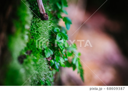 green leaf agains shallow depth of field for background 68609387