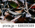dried leaves on the tropical jungle laying on the ground 68609389