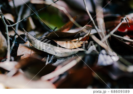 dried leaves on the tropical jungle laying on the ground 68609389