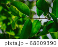 closeup pattern of leaves with backlight effect. 68609390