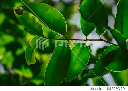 closeup pattern of leaves with backlight effect. 68609390