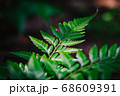 fern leaf agains shallow depth of field for background 68609391
